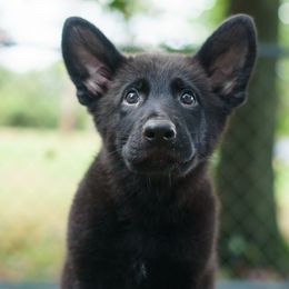 Hayes - Black male German Shepherd puppy in Wadsworth, Ohio from Zwinger Vom Rabenauge