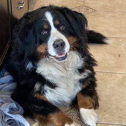 Bernese Mountain Dogs, Golden Mountain Dogs, and Golden Retrievers from Canyon Meadows Farm