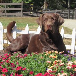 Milo - Labrador Retriever