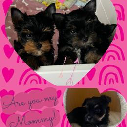 Coral - Black and tan female Yorkshire Terrier puppy in Phil Campbell, Alabama from MagnoliaYorkies