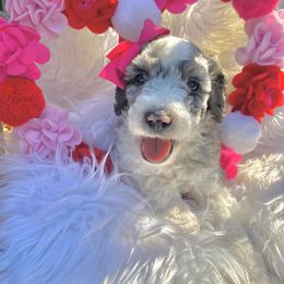 Aussiedoodle and Goldendoodle Puppies from Cuddly Doodles