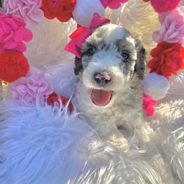 Aussiedoodle and Goldendoodle Puppies from Cuddly Doodles