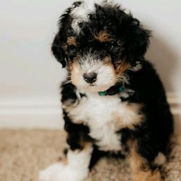 Bernedoodle and Bernese Mountain Dog Puppies from Basin Berners