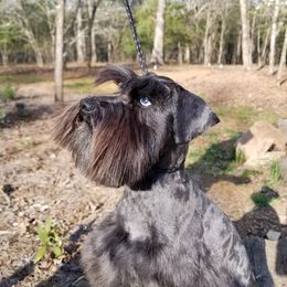 Dakota - Miniature Schnauzer