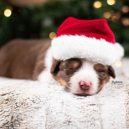 Dazzle - Red tri-color female Australian Shepherd puppy in Woodford, Virginia from Skyborne Australian Shepherds