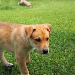 Carolina Dog Puppies from Williams Sweet Carolina