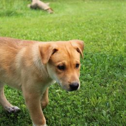 Carolina Dog Puppies from Williams Sweet Carolina