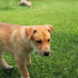 Carolina Dog Puppies from Williams Sweet Carolina