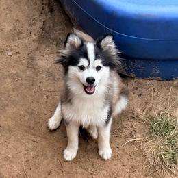 Kessi black and white husky boy - Black and white male Pomsky puppy in Enid, Oklahoma from Mile Hi Pomskies