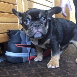 French Bulldog Puppies from Dunromin Farm