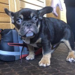 French Bulldog Puppies from Dunromin Farm