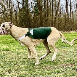 Irish Wolfhound Puppies from Serendipity Sighthounds