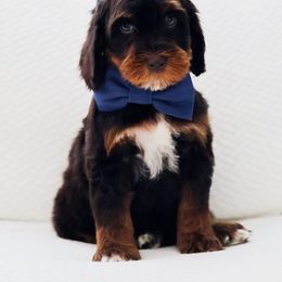 Mickey - Chocolate male Australian Labradoodle puppy in Diamond Bar, California from Furrytaildoodles