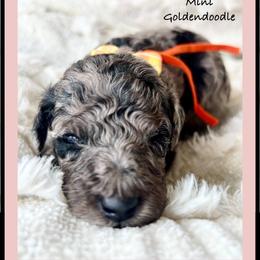 PENELOPE - Merle female Goldendoodle puppy in Houston, Texas from Pia’s Doodle Poodle Wag