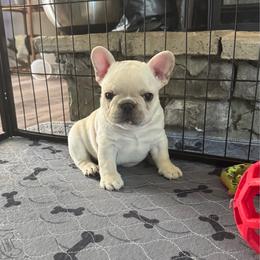 Pibble - Cream male French Bulldog puppy in Seneca, South Carolina from Keowee Kennels
