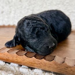 Aprilia - Black female Goldendoodle puppy in Dayton, Ohio from Perks Court Doodles