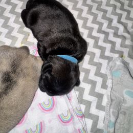 Mr blue - Black Pug puppy in Arlington, Washington from Sweet Potato Pugs