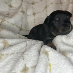 Prague Ratter Puppies from North Star Gem’s Prague Ratters