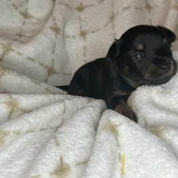Prague Ratter Puppies from North Star Gem’s Prague Ratters