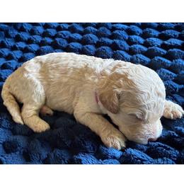 G4- Pink - Apricot female Goldendoodle puppy in Ankeny, Iowa from Iowadoodles2love