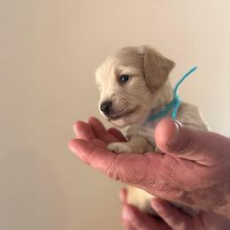 Fern - Cream female Dachshund puppy in Florida from Best Shepherds