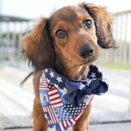Dachshunds from Bear Creek Mini Dachshunds