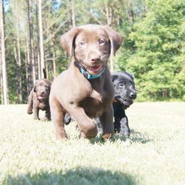Labrador Retriever Puppies from Dry Pond Retrievers, LLC