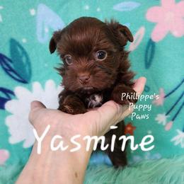 Yasmine - Liver female Yorkshire Terrier puppy in Adair, Oklahoma from Phillippe's Puppy Paws