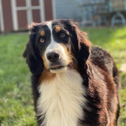 Bernese Mountain Dog and Pembroke Welsh Corgi All Grown Up from Concerto Corgis