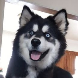 Pomskies from DnM Pomsky's of Mid Mo