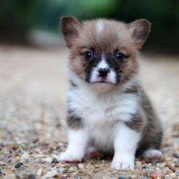 Honey - Sable female Pembroke Welsh Corgi puppy in Star City, Arkansas from Say When Corgi Co.