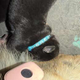 Blue collar male - Bi-color male German Shepherd puppy in Centralia, Illinois from Janices AKC German Sheperds LLC