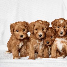 Goldendoodles from Country Kennels