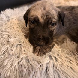 Fate - Brindle female Irish Wolfhound puppy in Uintah County, Utah from Bingo's Wolfhounds, Lollipop Pomskies