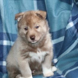 German Shepherd and Siberian Husky Puppies from Sstar