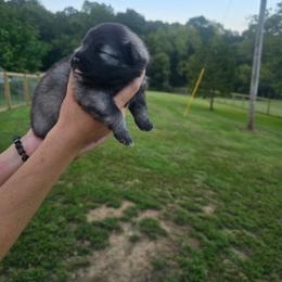 Ariel - Wolfgray and black female Keeshond puppy in Logan, Ohio from Hocking Hills Keeshonds