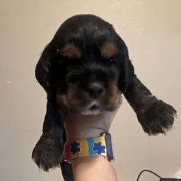 Yellow Tanya - Black white and tan female Cocker Spaniel puppy in Justin, Texas from Flud Farm Cocker Spaniels