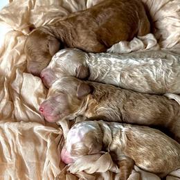 Poodle puppies from The Poodlemen