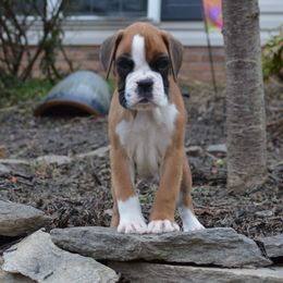 Boxer Puppies from Euro Boxx Boxers