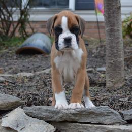 Boxer Puppies from Euro Boxx Boxers