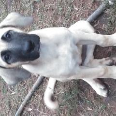 Karma - Red fawn Anatolian Shepherd Dog puppy in Virginia from One Chick Farm