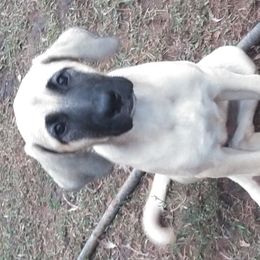 Karma - Red fawn Anatolian Shepherd Dog puppy in Virginia from One Chick Farm