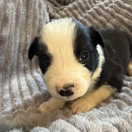 Titan - Black and white male Border Collie puppy in Mckinney, Texas from Border Collies of Ruidoso