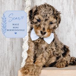 Scar - Chocolate merle male Bernedoodle puppy in Otisville, Michigan from Danie’s Darling Doodles LLC