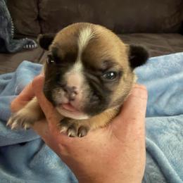 Beck - Fawn and white female French Bulldog puppy in Franklin, Pennsylvania from Falco’s Frenchies