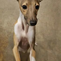 Boy 3 Rudy - Red male Italian Greyhound puppy in Portland, Oregon from Khani's Basenjis and Italian Greyhounds