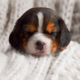 Miles - Black tan and white male Beagle puppy in Caldwell, Ohio from Folklore Kennel