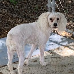 Jerry - Poodle