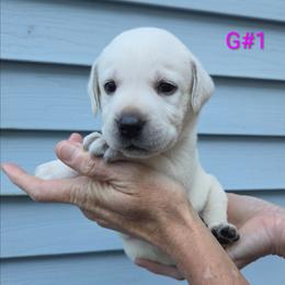 Snow - Yellow female Labrador Retriever puppy in Middleburg, Pennsylvania from Countrylanes labs