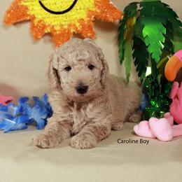 Caroline boy - Cream male Labradoodle puppy in Colonial Beach, Virginia from Bristol Mine Kennels